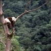giant_panda_04.jpg