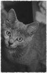 Portrait de grisette