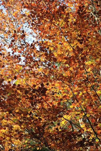 feuilles d'automne