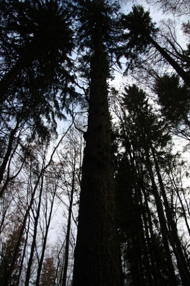 Arbre droit debout
