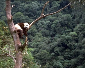 panda