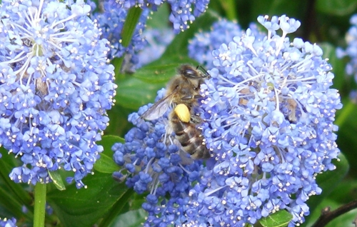 petits sacs de pollen