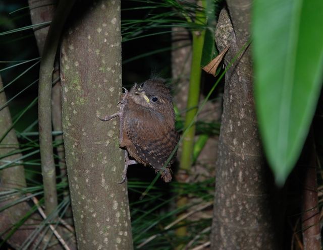 Night Bird