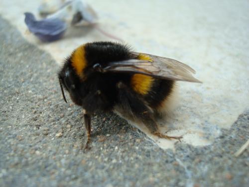 Un bourdon moribond